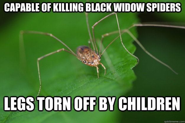 Capable of killing Black widow spiders Legs torn off by children - Capable of killing Black widow spiders Legs torn off by children  Misc