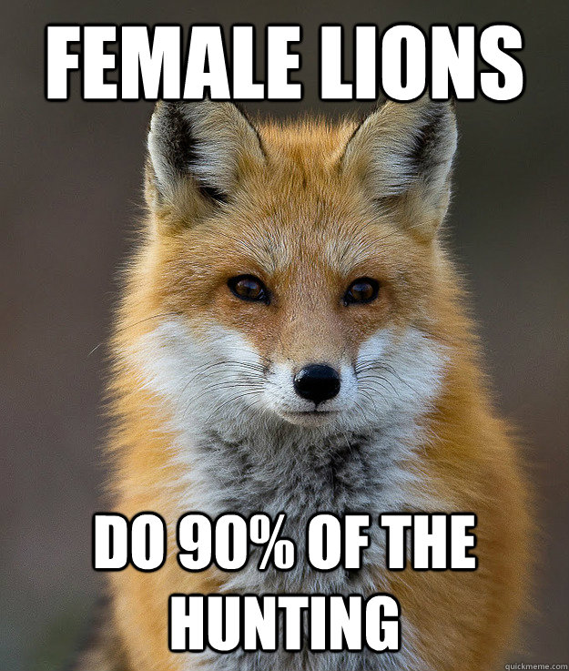 Female lions do 90% of the hunting  Fun Fact Fox