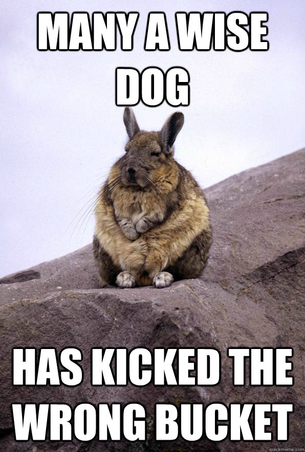 Many a wise dog has kicked the wrong bucket  Wise Wondering Viscacha