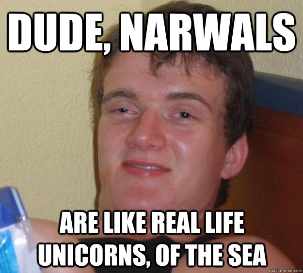 Dude, narwals are like real life unicorns, of the sea  10 Guy