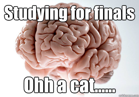 Studying for finals Ohh a cat......  Scumbag Brain