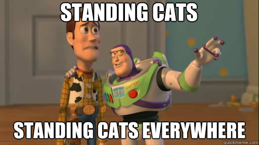 standing cats standing cats everywhere  Everywhere