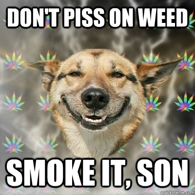 don't piss on weed smoke it, son  Stoner Dog