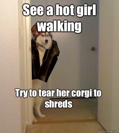 See a hot girl walking Try to tear her corgi to shreds   Scumbag dog