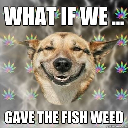 What if we ... gave the fish weed - What if we ... gave the fish weed  Stoner Dog