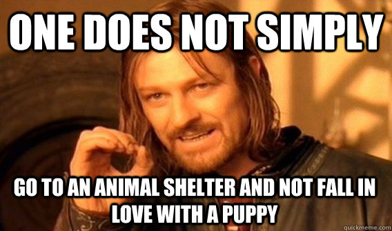 ONE DOES NOT SIMPLY GO TO AN ANIMAL SHELTER AND NOT FALL IN LOVE WITH A PUPPY  One Does Not Simply