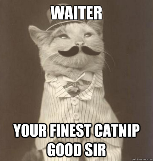 Waiter Your finest catnip good sir  Original Business Cat