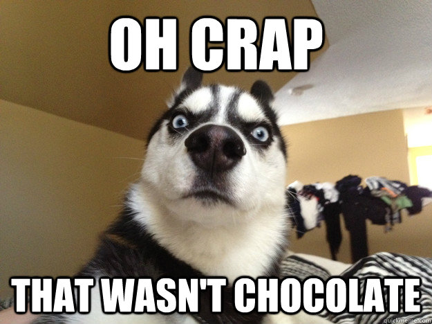 Oh crap That wasn't chocolate - Oh crap That wasn't chocolate  Sudden Realization Husky