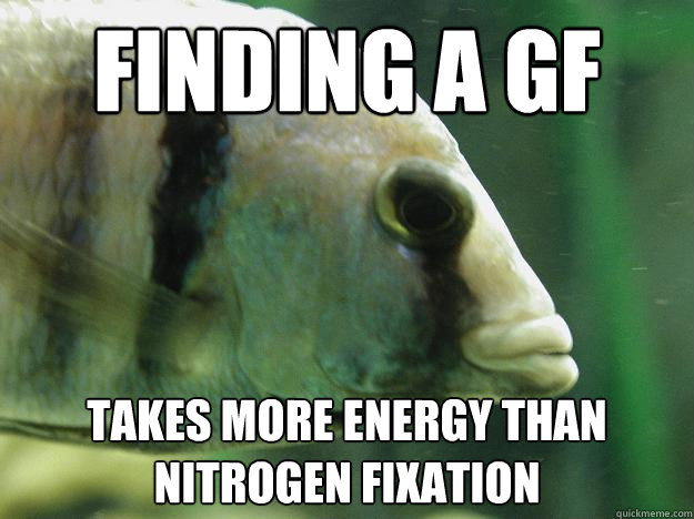 finding a gf takes more energy than nitrogen fixation - finding a gf takes more energy than nitrogen fixation  Premed Fish