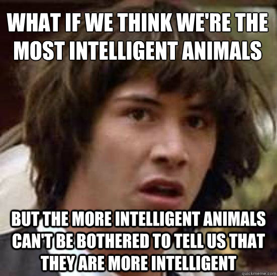 What if we think we're the most intelligent animals
 but the more intelligent animals can't be bothered to tell us that they are more intelligent  conspiracy keanu