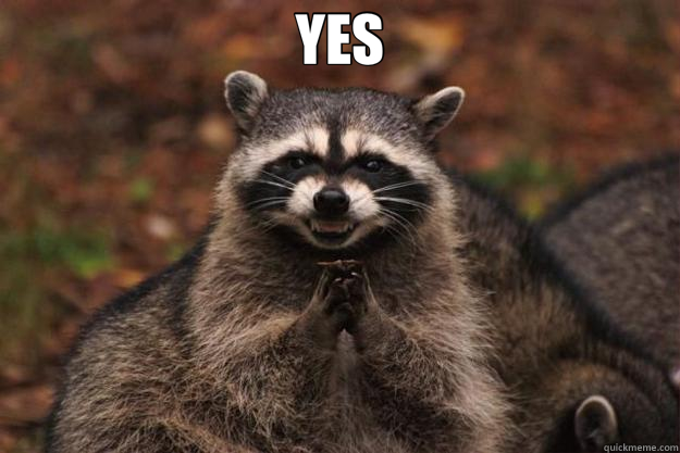 YES  - YES   Evil Plotting Raccoon