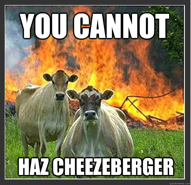 You Cannot Haz cheezeberger   Evil cows