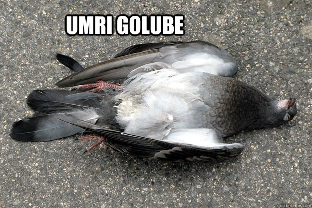 Umri golube - Umri golube  Mrtav golub