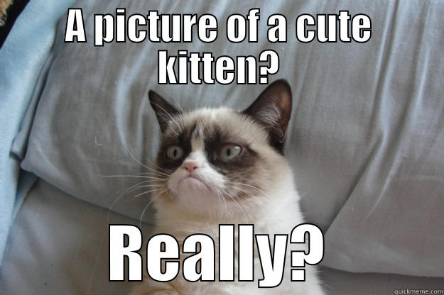 Kittens?  Really? - A PICTURE OF A CUTE KITTEN? REALLY? Grumpy Cat