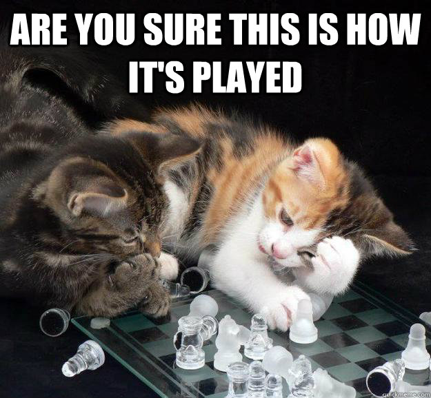 are you sure this is how it's played   Chess Cat