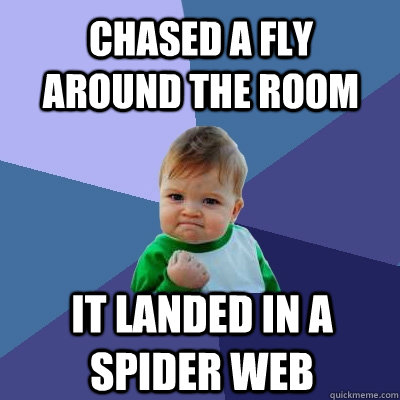 chased a fly     around the room it landed in a spider web  Success Kid