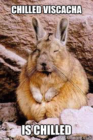 Chilled Viscacha is chilled  Relaxed Viscacha