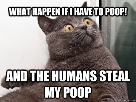 What happen if i have to poop! And the humans steal my poop  conspiracy cat