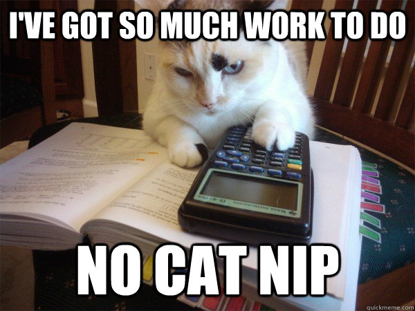 i've got so much work to do no cat nip  College Cat