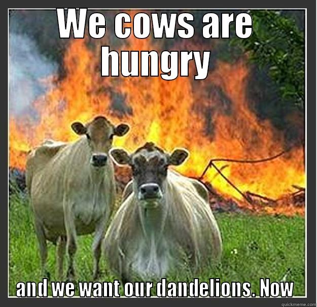 mad cows - WE COWS ARE HUNGRY AND WE WANT OUR DANDELIONS. NOW  Evil cows