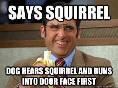 Says squirrel Dog hears squirrel and runs into door face first - Says squirrel Dog hears squirrel and runs into door face first  Brick Tamland