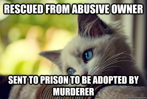 rescued from abusive owner sent to prison to be adopted by murderer  First World Problems Cat