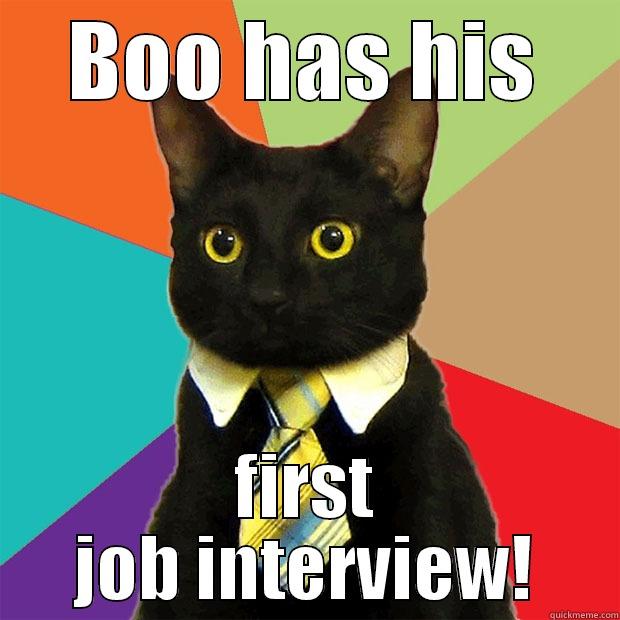 We're all so excited... - BOO HAS HIS FIRST JOB INTERVIEW! Business Cat