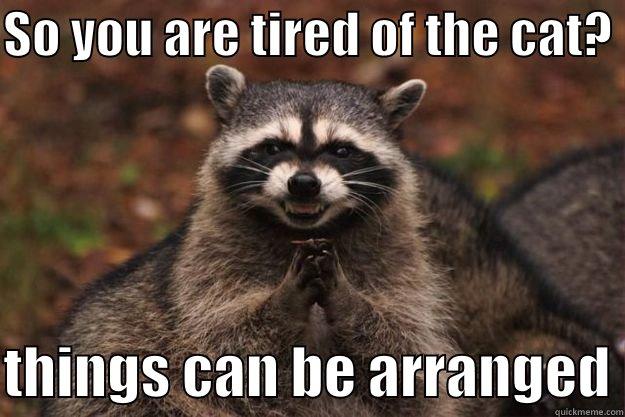 SO YOU ARE TIRED OF THE CAT?   THINGS CAN BE ARRANGED Evil Plotting Raccoon