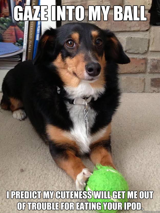 gaze into my ball i predict my cuteness will get me out of trouble for eating your ipod. - gaze into my ball i predict my cuteness will get me out of trouble for eating your ipod.  Dog with Ball