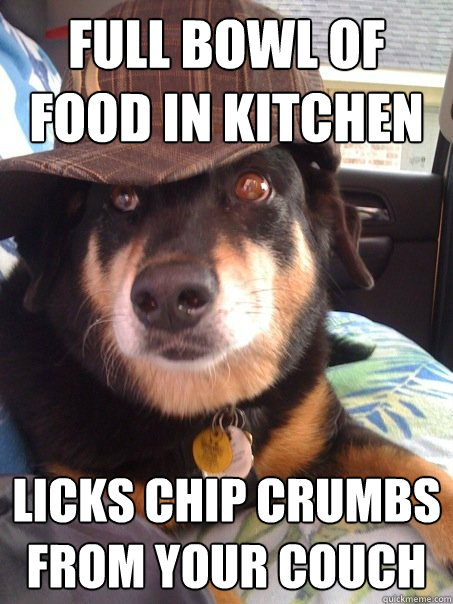 Full bowl of food in kitchen licks chip crumbs from your couch  Scumbag dog