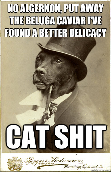 No Algernon, put away the beluga caviar i've found a better delicacy
 cat shit  Old Money Dog