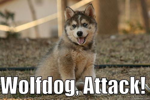 Wolfdoge mememe -   WOLFDOG, ATTACK! Misc