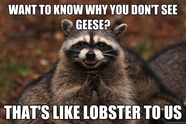 want to know why you don't see geese? that's like lobster to us  Evil Plotting Raccoon