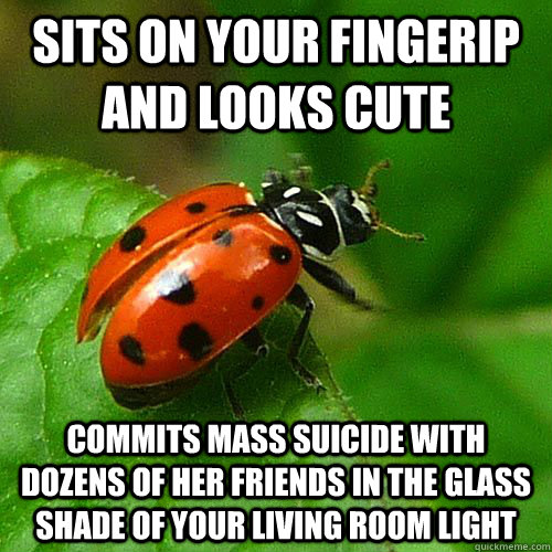 sits on your fingerip and looks cute commits mass suicide with dozens of her friends in the glass shade of your living room light - sits on your fingerip and looks cute commits mass suicide with dozens of her friends in the glass shade of your living room light  Scumbag Ladybug