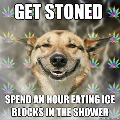 get stoned spend an hour eating ice blocks in the shower  Stoner Dog