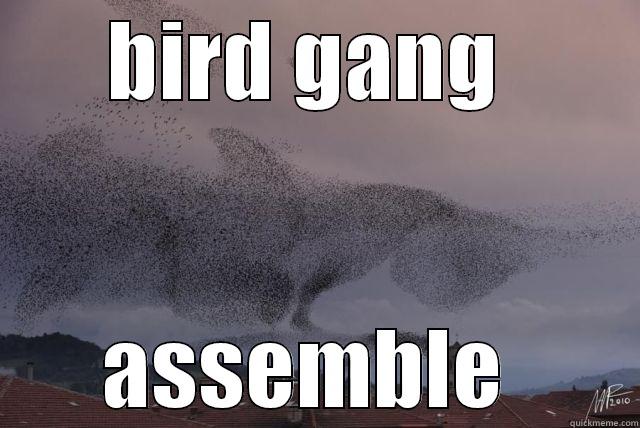 bird gang - BIRD GANG  ASSEMBLE  Misc