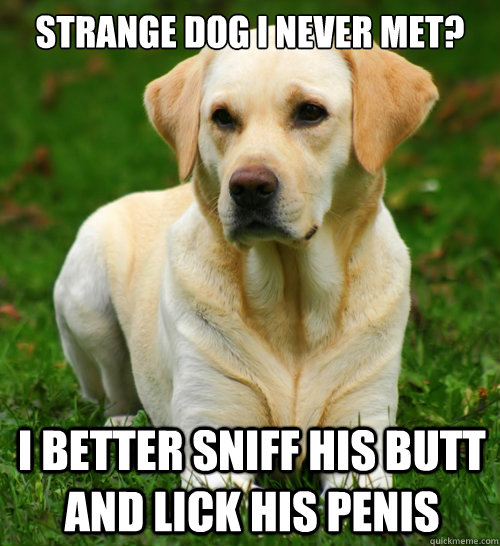 Strange Dog I never met? I better sniff his butt and lick his penis  Dog Logic