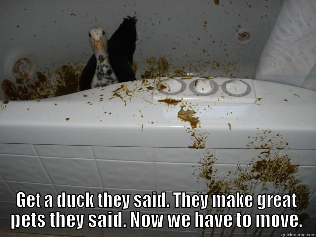 Ducks Poop -  GET A DUCK THEY SAID. THEY MAKE GREAT PETS THEY SAID. NOW WE HAVE TO MOVE. Misc