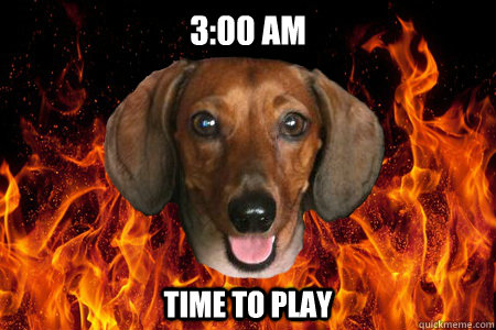 3:00 AM Time to play  Demonic Dachshund