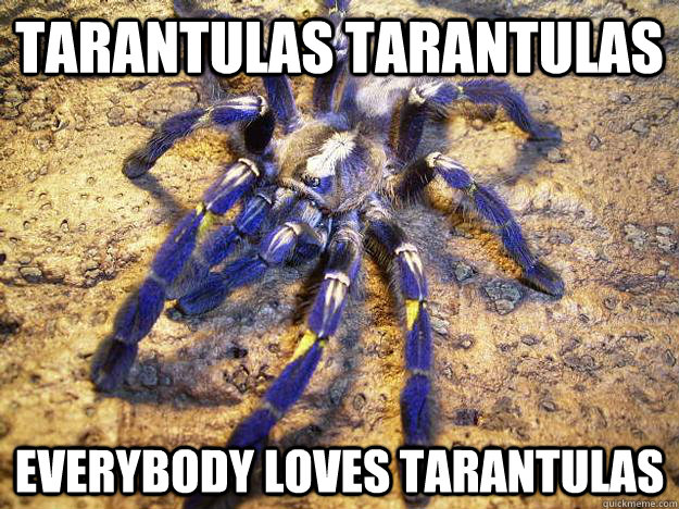 TARAntulas TARAntulas EVERYBODY LOVES TARANTULAS  Tarantula