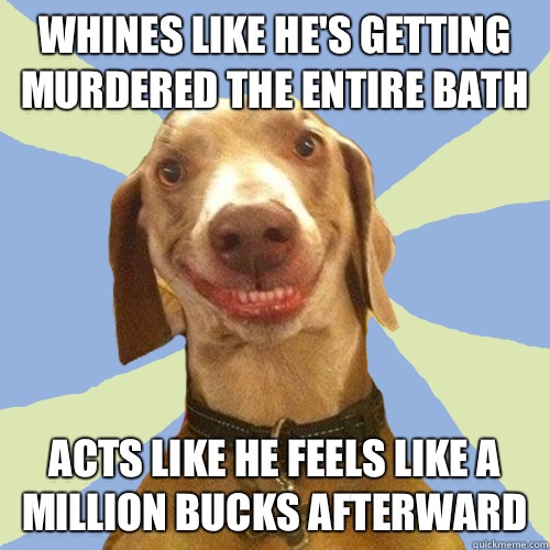 Whines like he's Getting murdered the entire bath Acts like he feels like a million bucks afterward  Disgusting Doggy