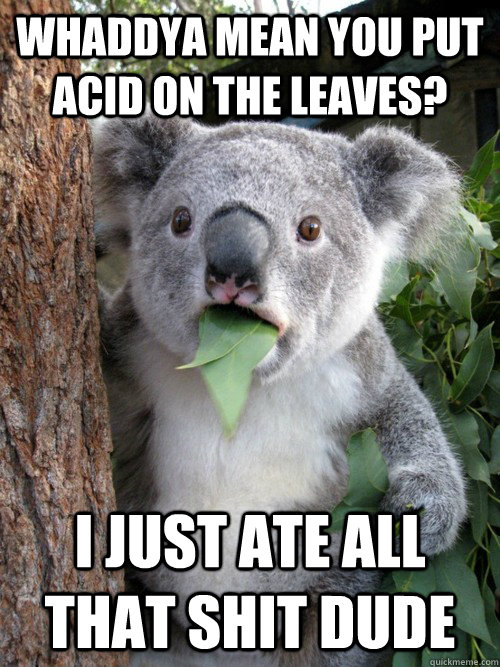 Whaddya mean you put acid on the leaves? I just ate all that shit dude - Whaddya mean you put acid on the leaves? I just ate all that shit dude  koala bear