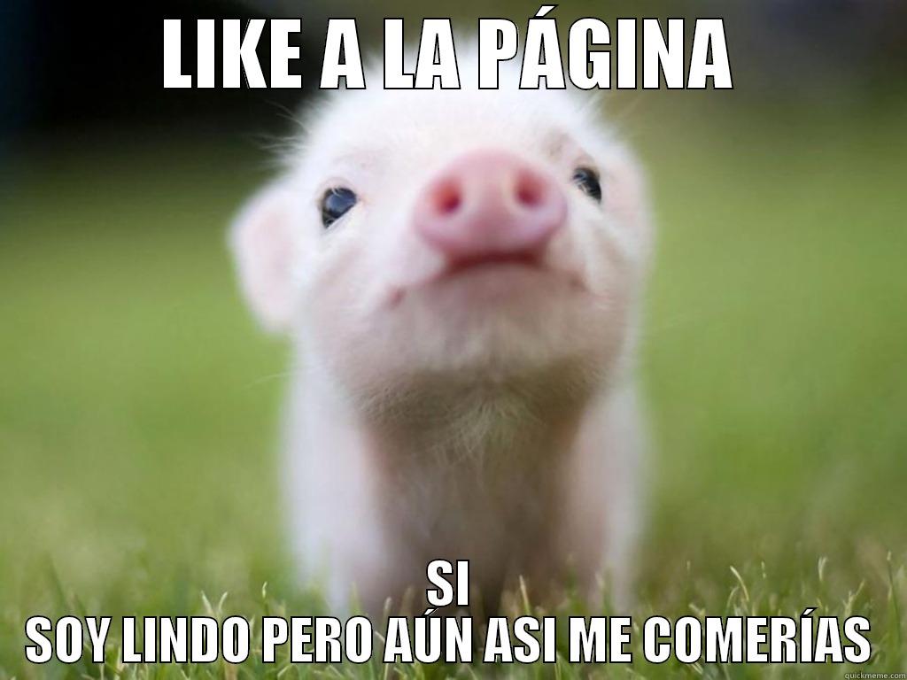 PAGINA Y CERDITO - LIKE A LA PÁGINA SI SOY LINDO PERO AÚN ASI ME COMERÍAS Misc