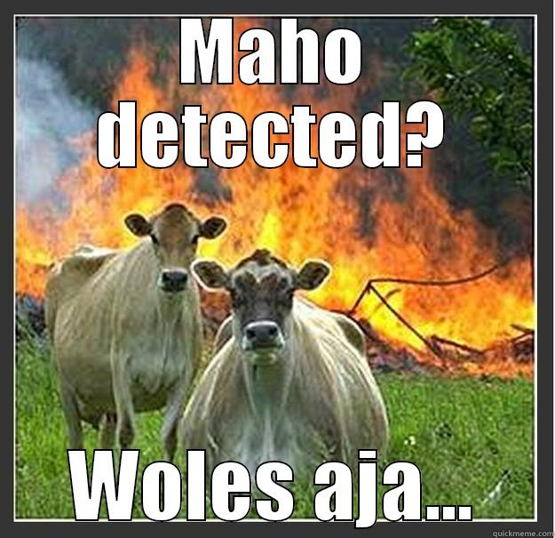 MAHO DETECTED? WOLES AJA... Evil cows