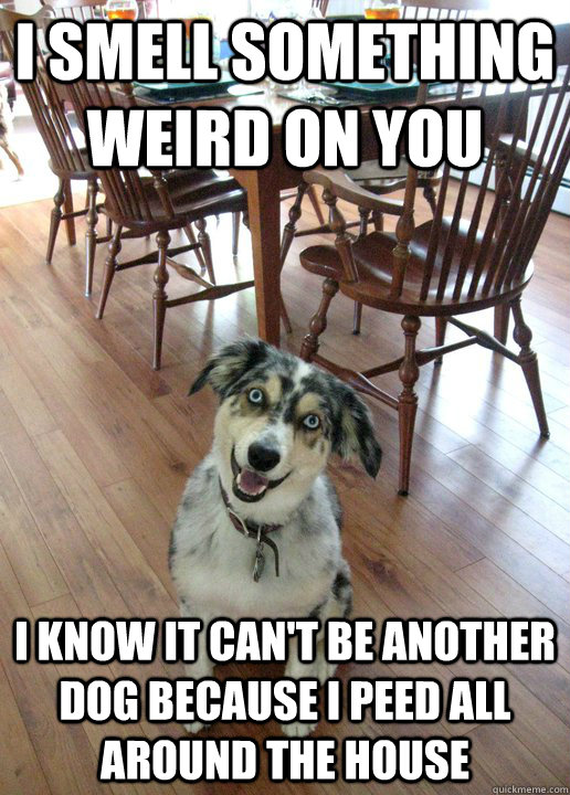 I smell something weird on you I know it can't be another dog because I peed all around the house - I smell something weird on you I know it can't be another dog because I peed all around the house  Overly Attached Dog