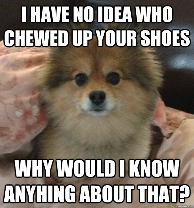 i HAVE NO IDEA WHO CHEWED UP YOUR SHOES WHY WOULD I KNOW ANYHING ABOUT THAT?  