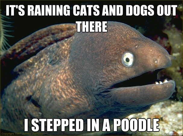 It's raining cats and dogs out there i stepped in a poodle   Bad Joke Eel