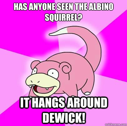 Has anyone seen the albino squirrel? It hangs around Dewick!  Slowpoke