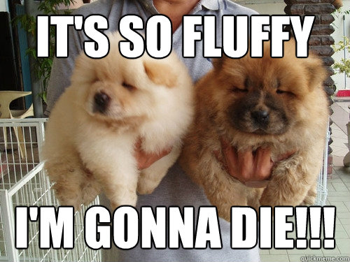 It's so fluffy I'm gonna die!!! - It's so fluffy I'm gonna die!!!  Misc