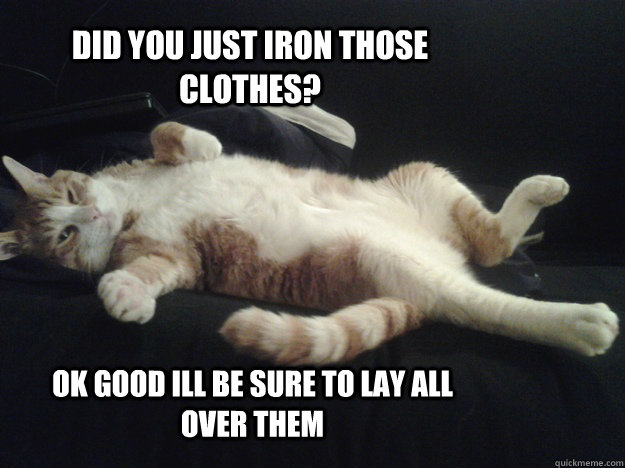 did you just iron those clothes? ok good ill be sure to lay all over them  - did you just iron those clothes? ok good ill be sure to lay all over them   F.O.C The Fat Orange Cat